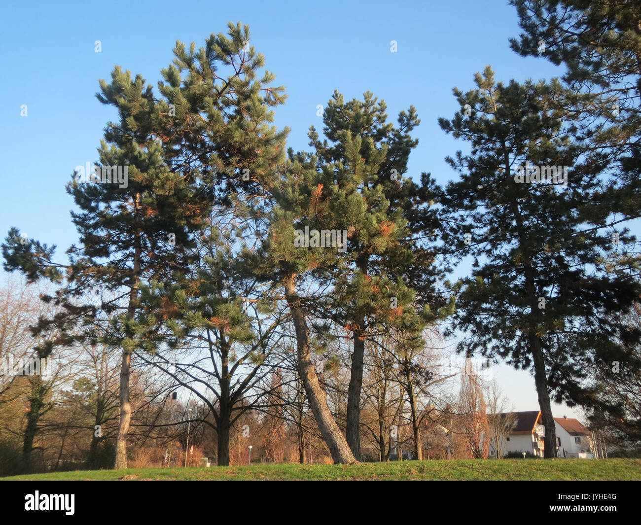Pinus sylvestris roots hi-res stock photography and images - Alamy