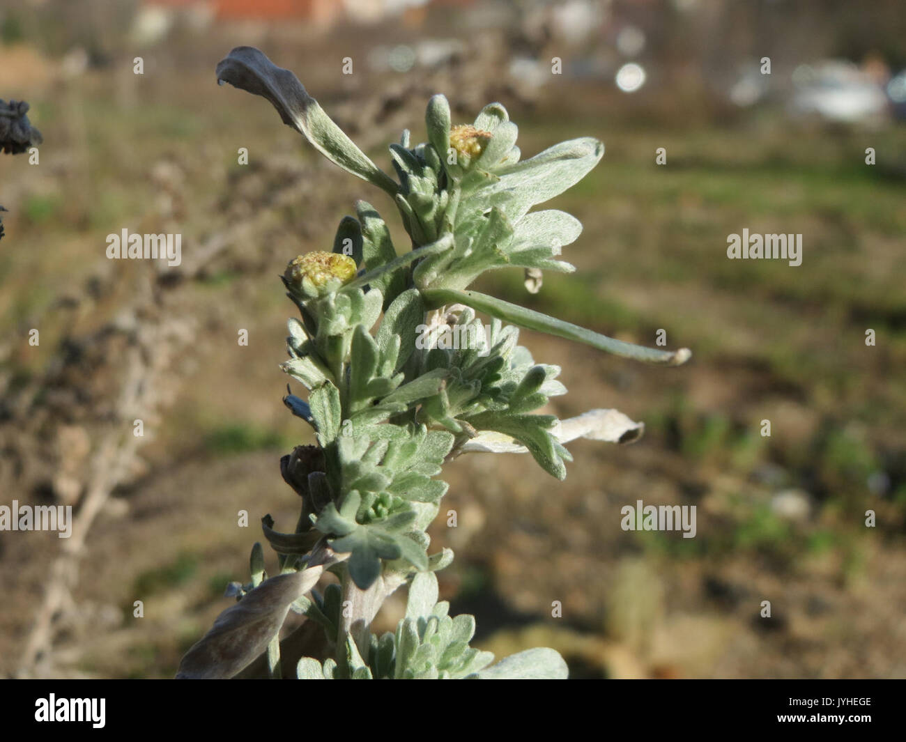 Absinthe production hi-res stock photography and images - Alamy