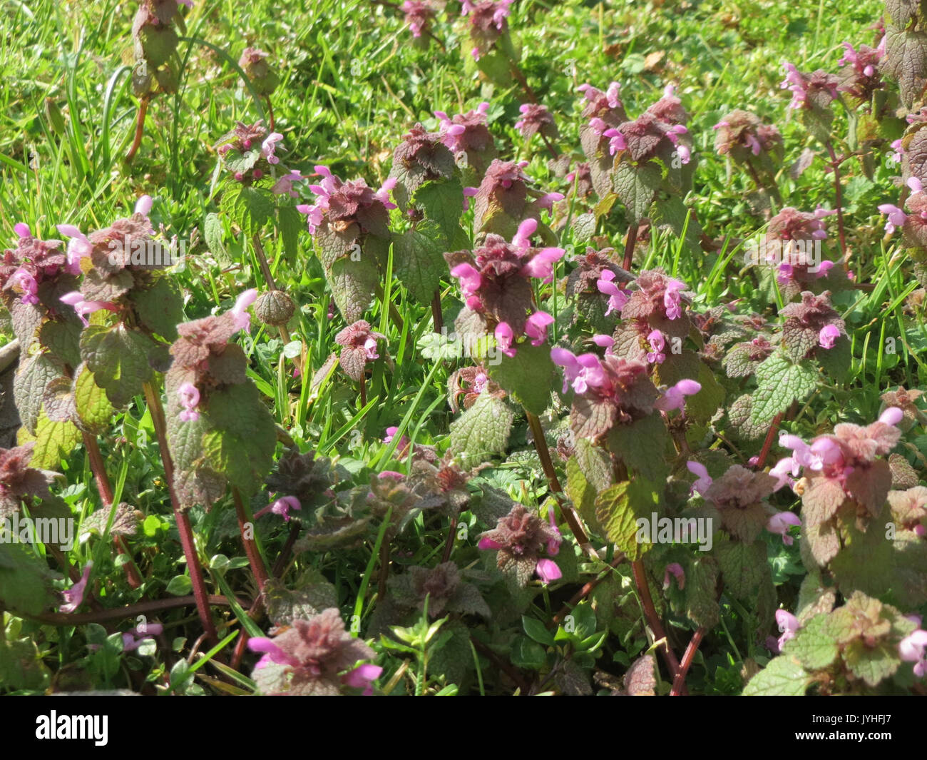Edible ground cover plants hi-res stock photography and images - Alamy