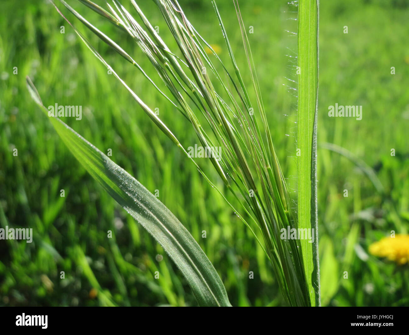 Sterilis hi-res stock photography and images - Alamy