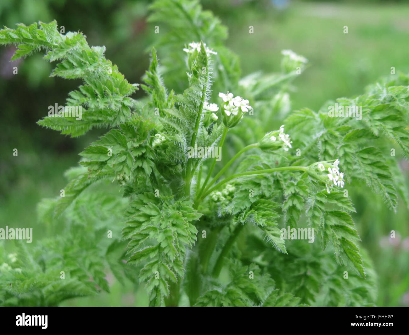 Plants sylvestris hi-res stock photography and images - Alamy