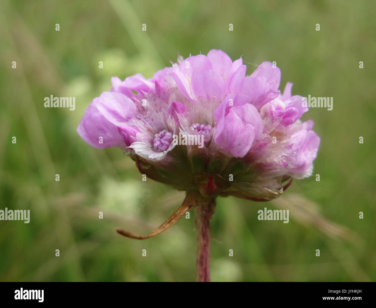 Hardy coastal perennials hi-res stock photography and images - Alamy