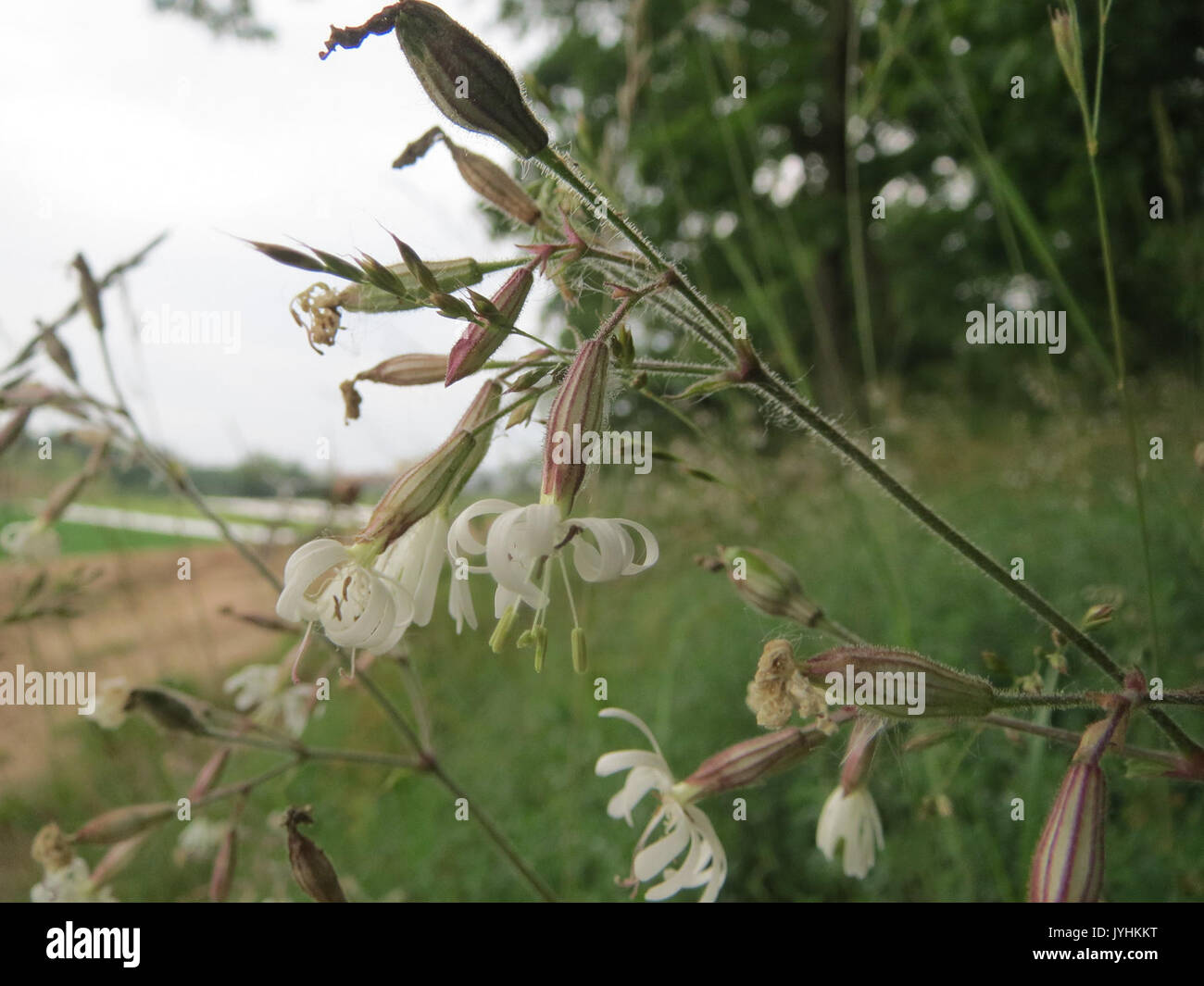 20160603Silene nutans2 Stock Photo