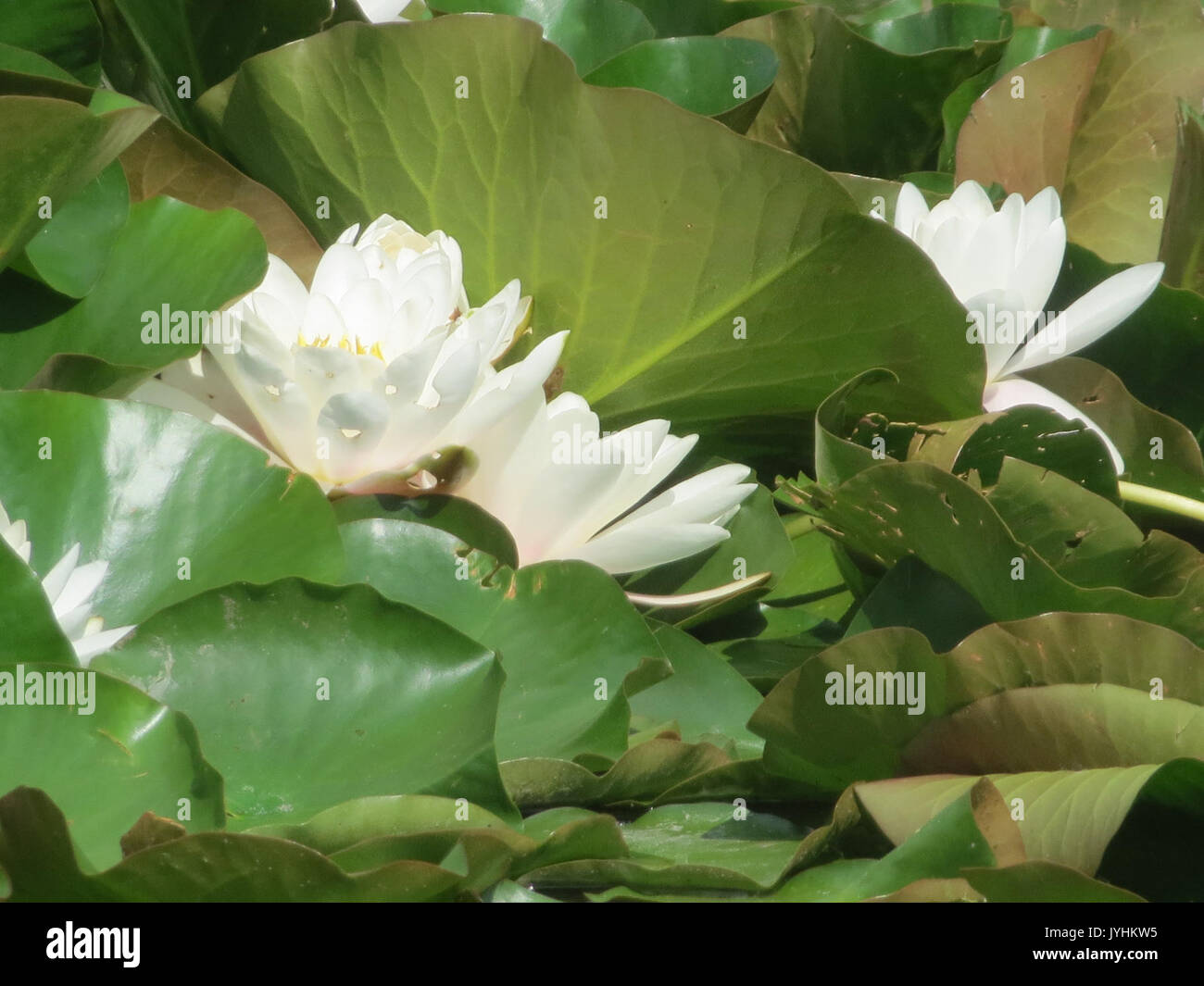 Aquatic plant gallery hi-res stock photography and images - Alamy