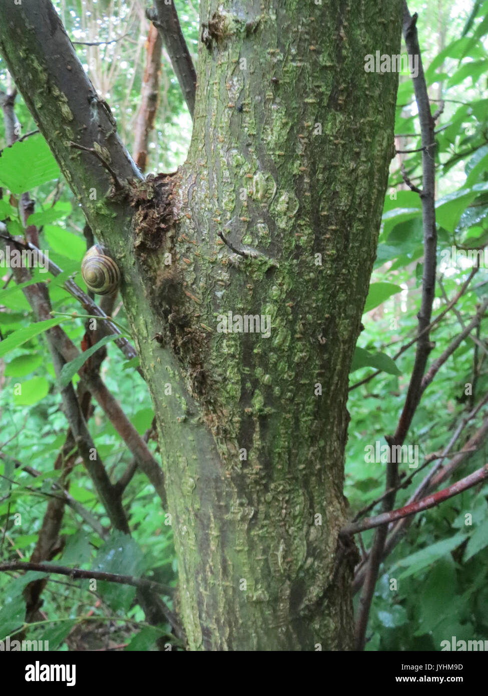 This entry features Ulmus laevis, commonly known as the European white ...
