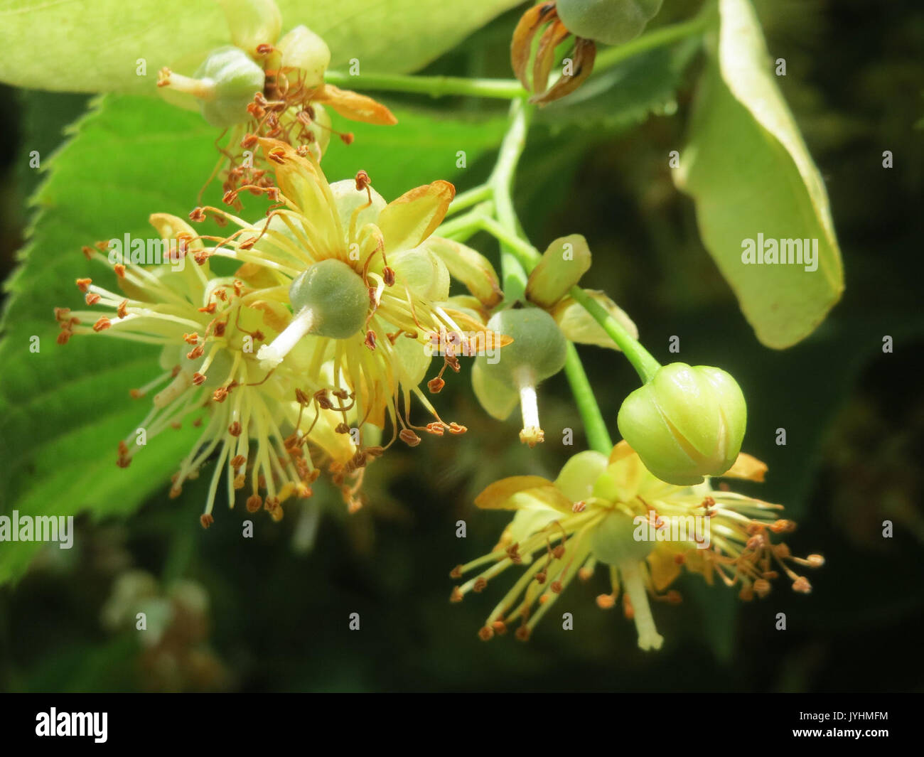 Plants tilia hi-res stock photography and images - Alamy