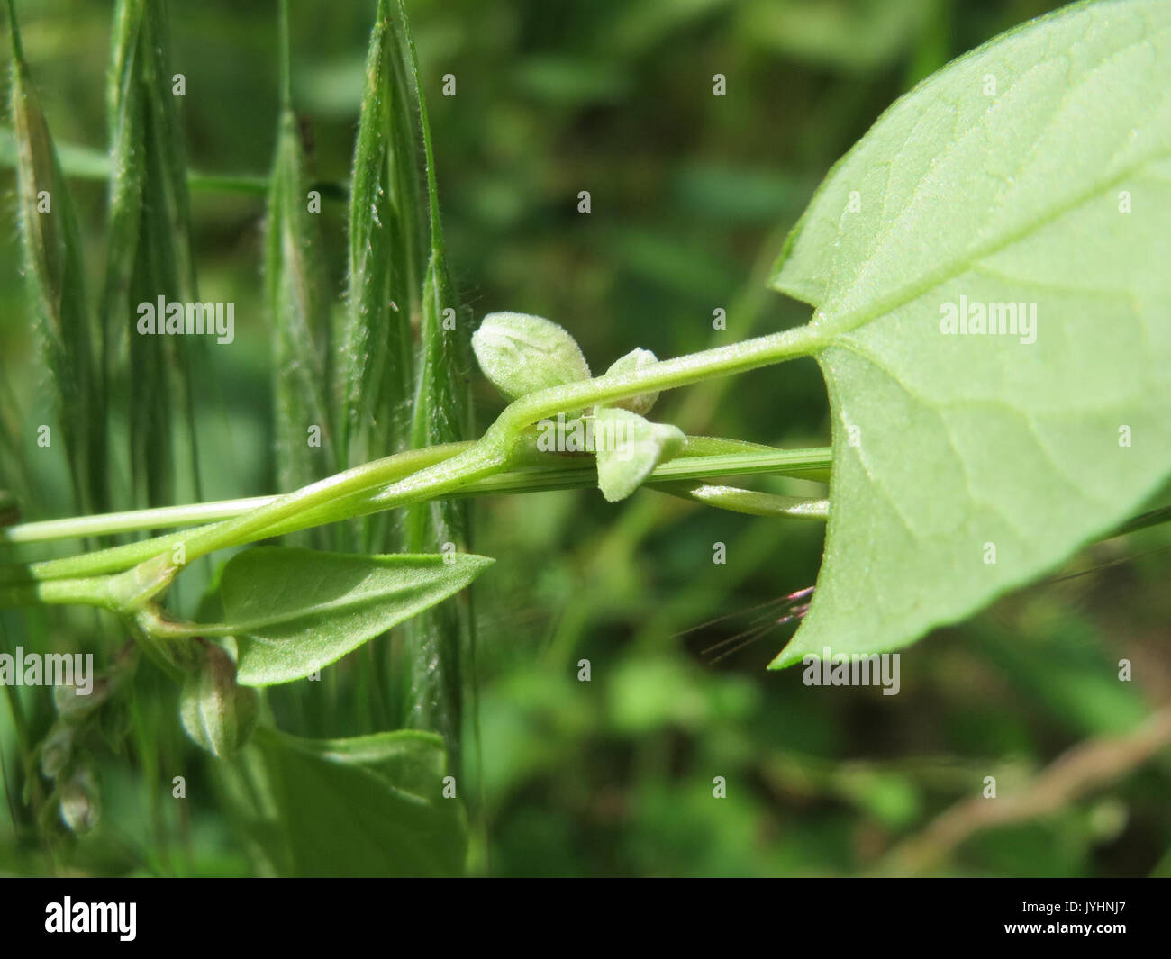 Climbing trumpet plants hi-res stock photography and images - Alamy