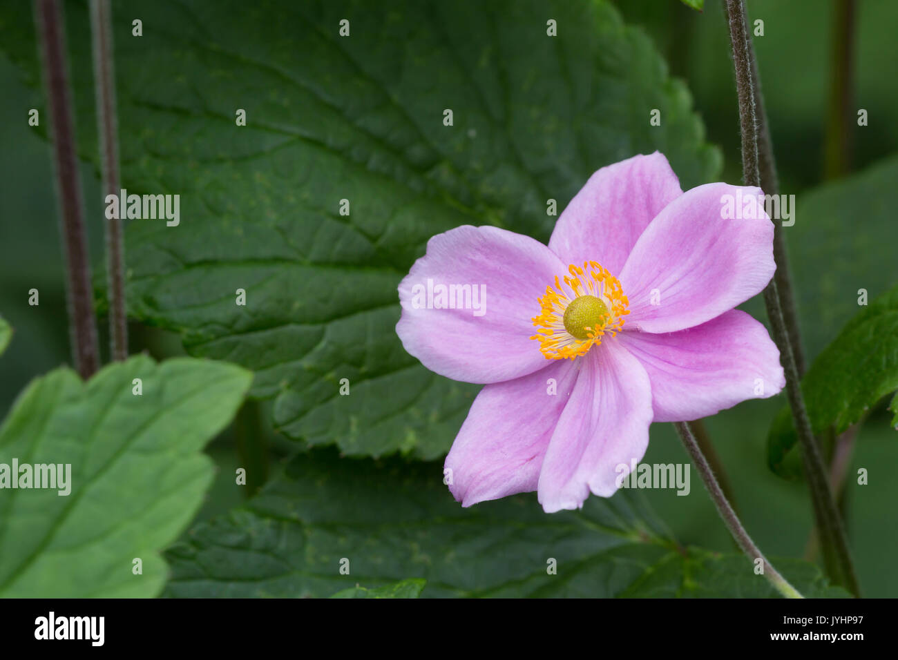 Japanese Anemone, Anemone hupehensis, in cultivation.  Monmouthshire, July Stock Photo