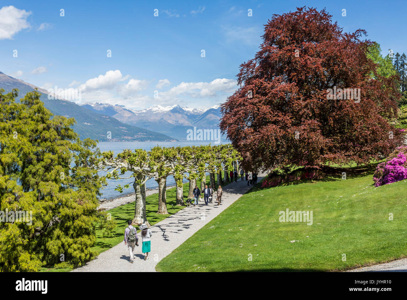 Trees in the gardens of Villa Melzi d'Eril, Bellagio, Lake Como, Lombardy, Italy. Stock Photo