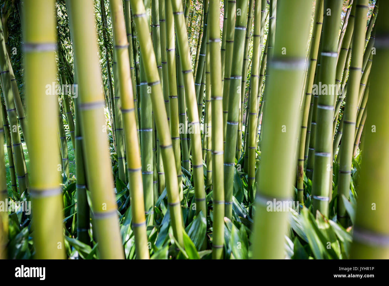 Bamboo stems in the gardens of Villa Melzi d'Eril in Bellagio, Lake Como, Lombardy, Italy. Stock Photo