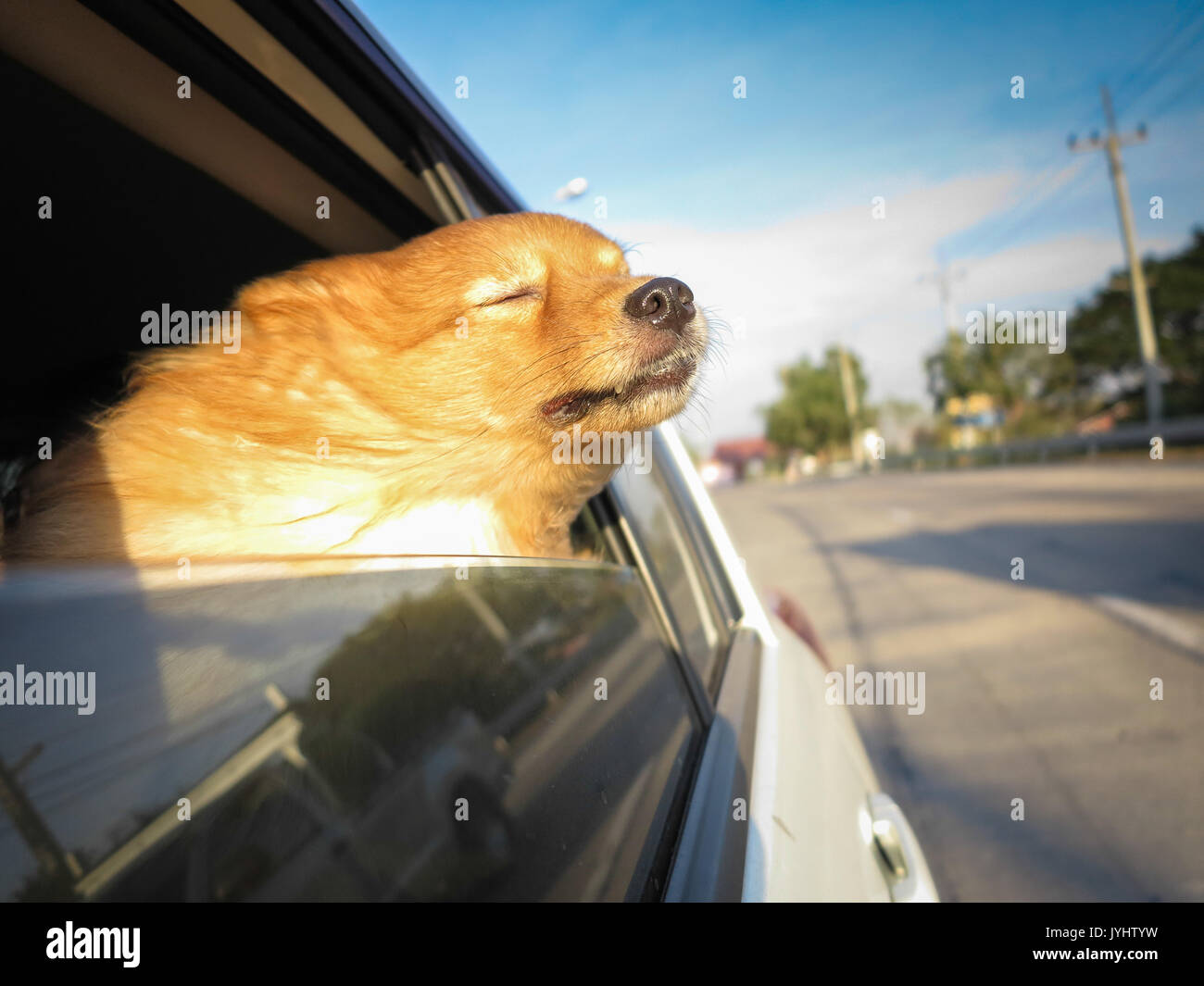 dog breathing fresh air on the car Stock Photo