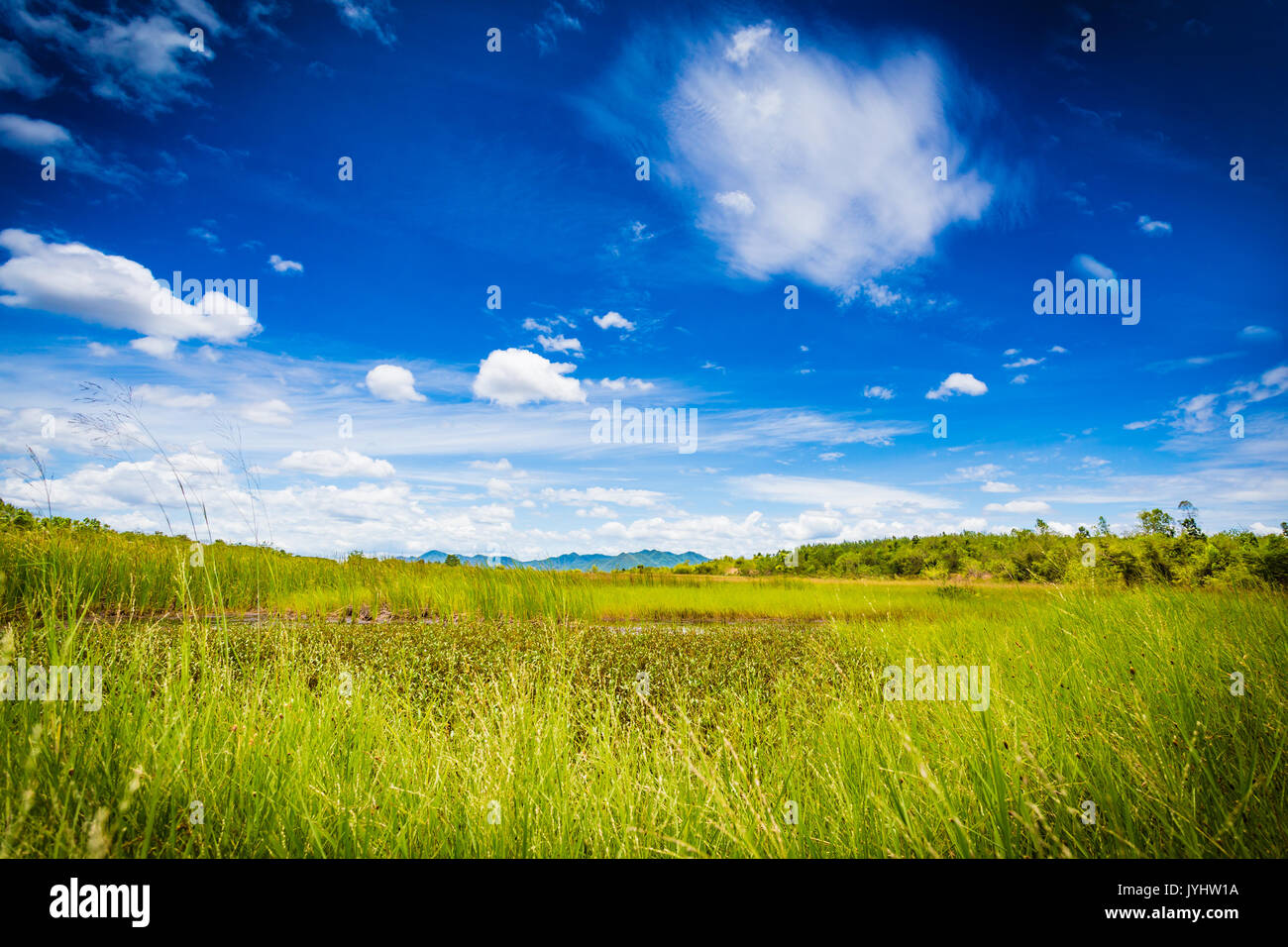 tranquil scene of green field and blue sky Stock Photo