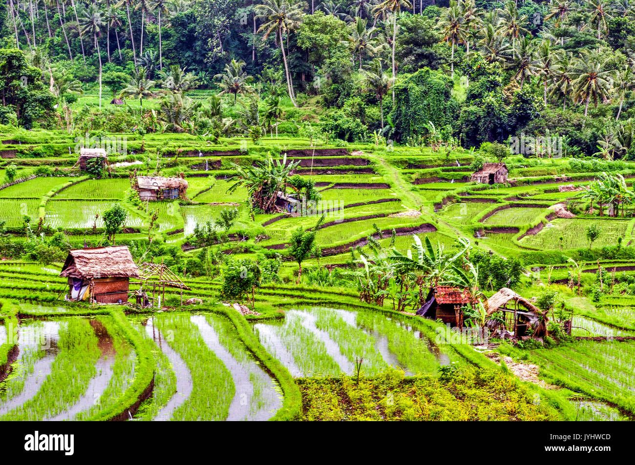 Indonésie. Bali. Environ de Ubud. Région centre. Rizières // Indonesia, Bali.  Outskirts of Ubud. Region center. Paddy field Stock Photo - Alamy