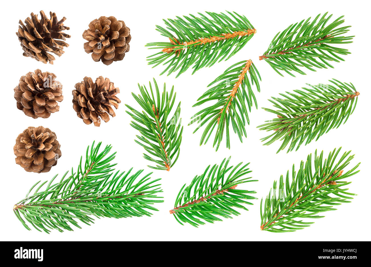 Fir tree branch and pine cones isolated on white background Stock Photo