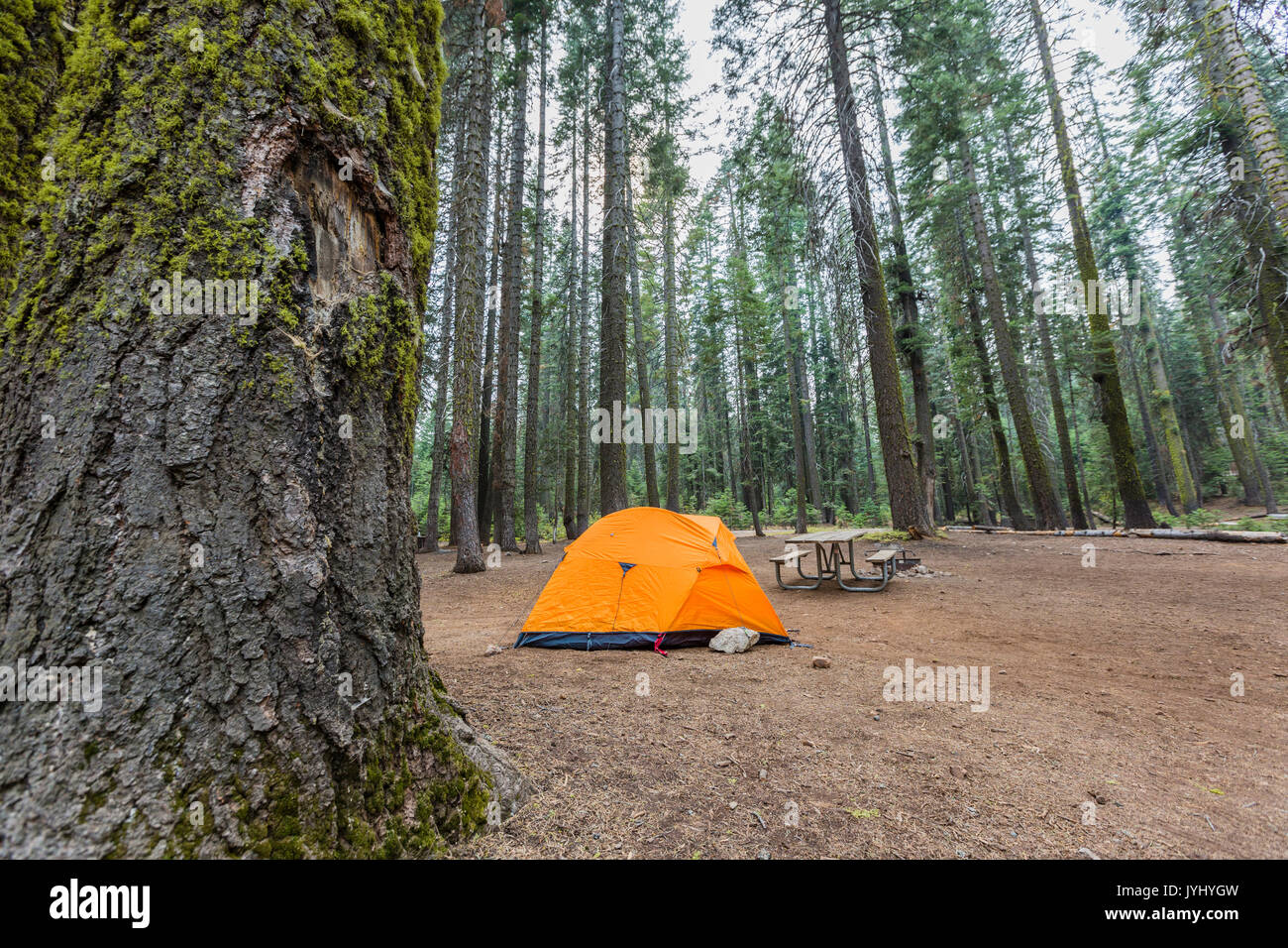 Orange tent in Crane Flat campground. Yosemite National Park, California, USA Stock Photo Alamy