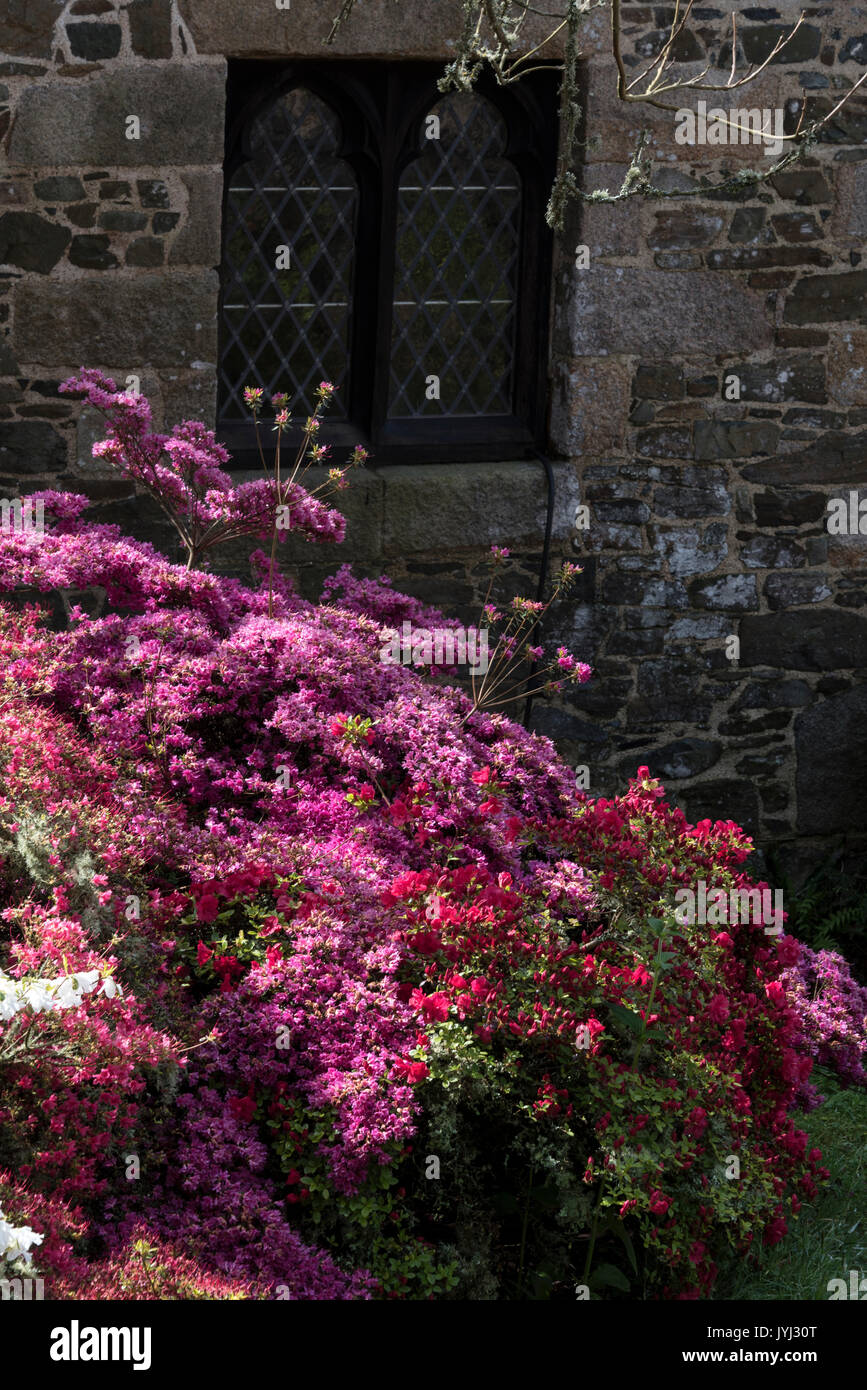 A colourful mix of shrubs and plants at  La Seigneurie Gardens on the Isle of Sark, Bailiwick of Guernsey in the Channel Islands, Britain. Stock Photo