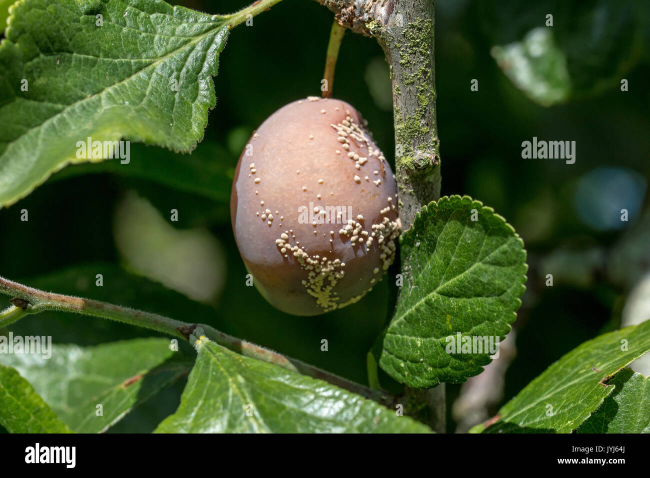 Ripe Victoria Plum on tree, infected with Brown Rot fungal disease. Stock Photo