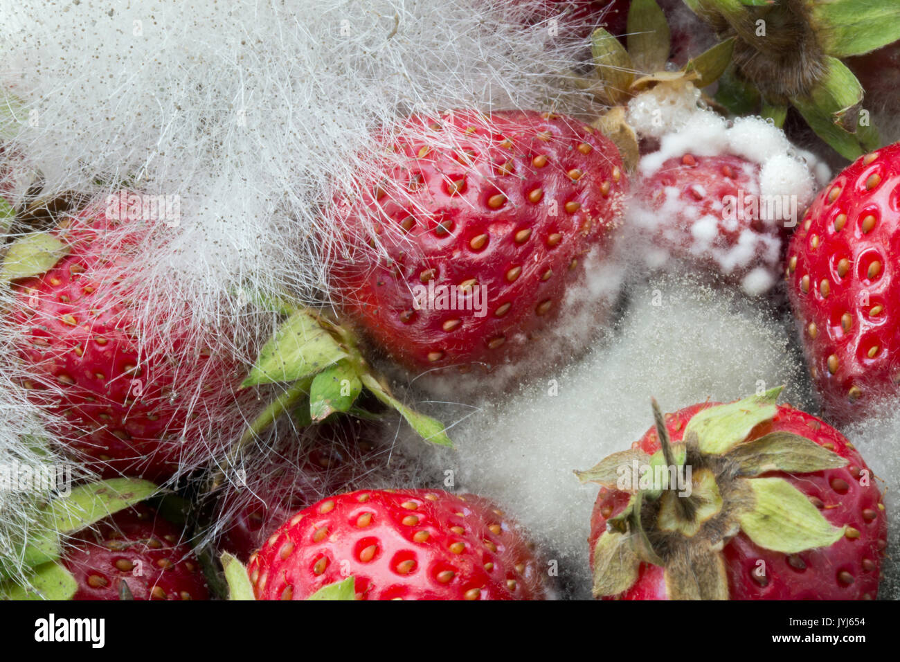 Rotting strawberries with fungus growing Stock Photo