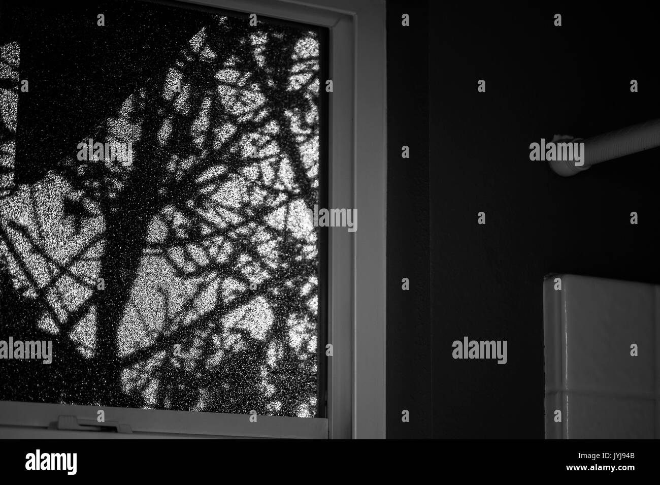 Bathroom window frosted with silhouettes of tree limbs and shower Stock Photo