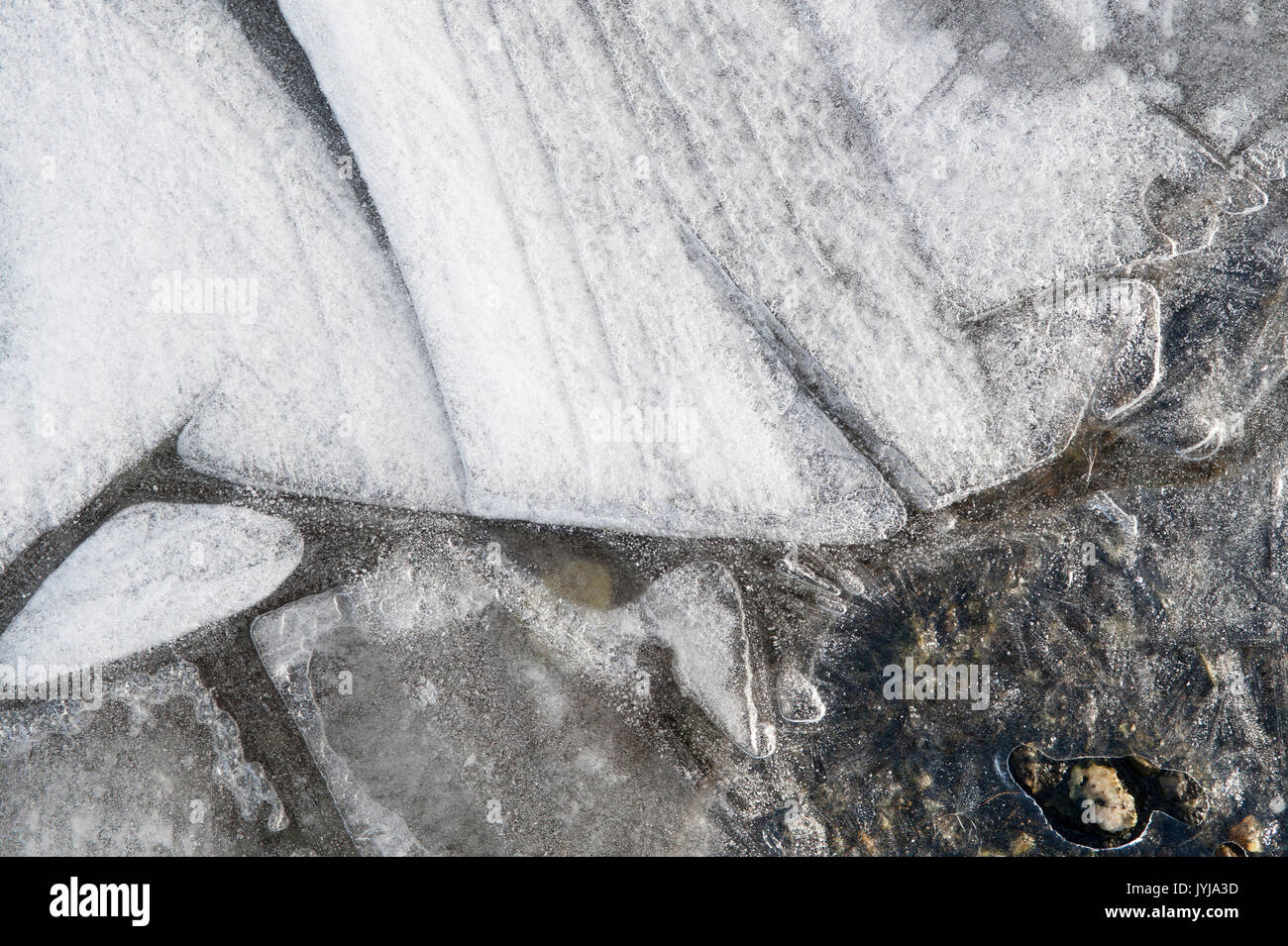 Frozen puddles with leaves frozen under sheet of ice making patterns