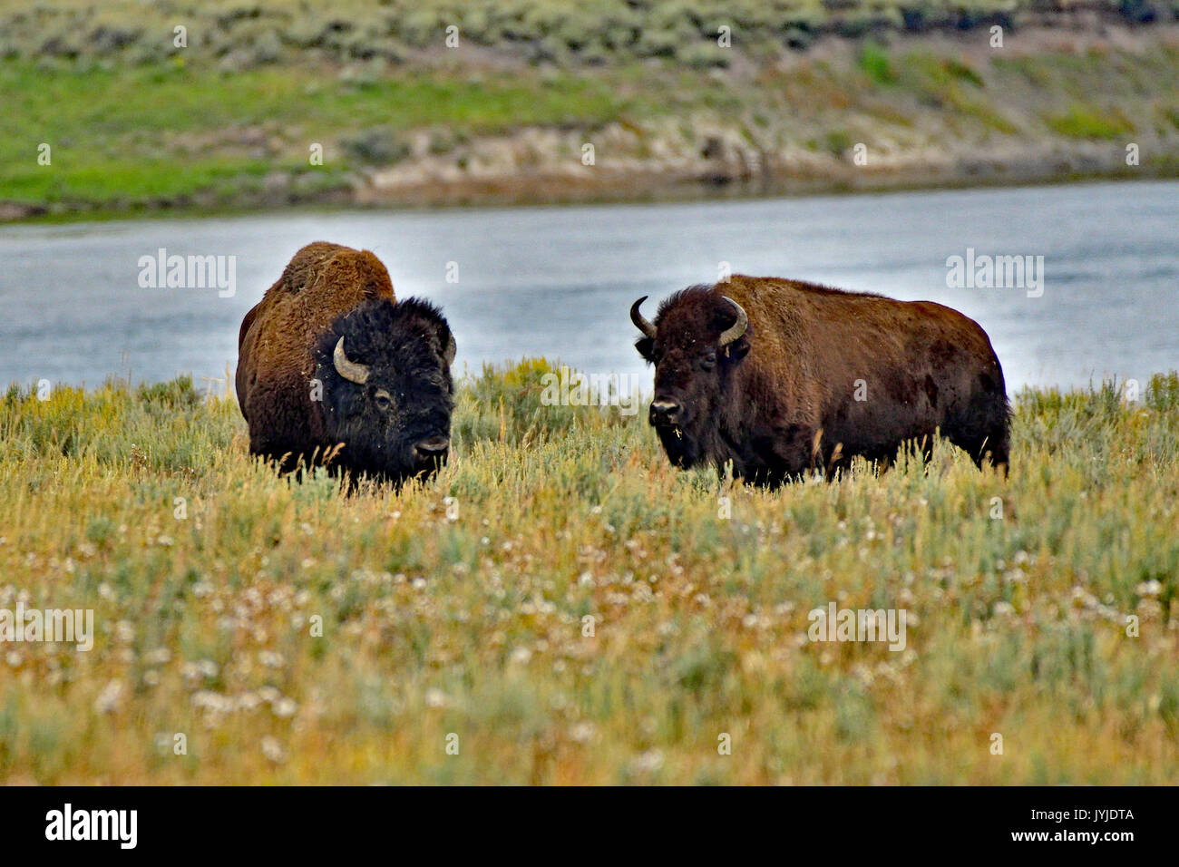 A Pair of Bison - Yellowstone National Park Stock Photo