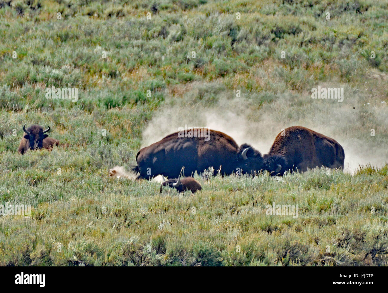 Yellowstone Bison Stock Photo