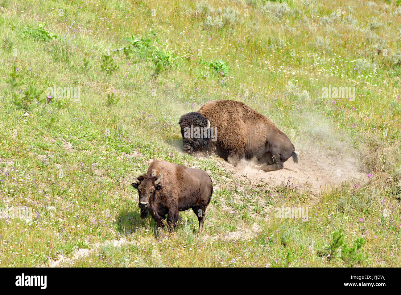 A Pair of Bison - Yellowstone National Park Stock Photo