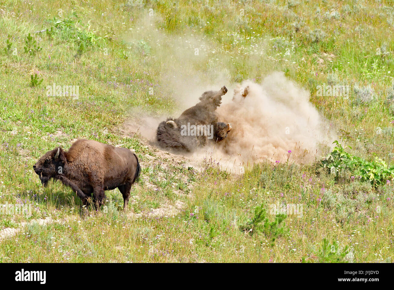 A Pair of Bison - Yellowstone National Park Stock Photo