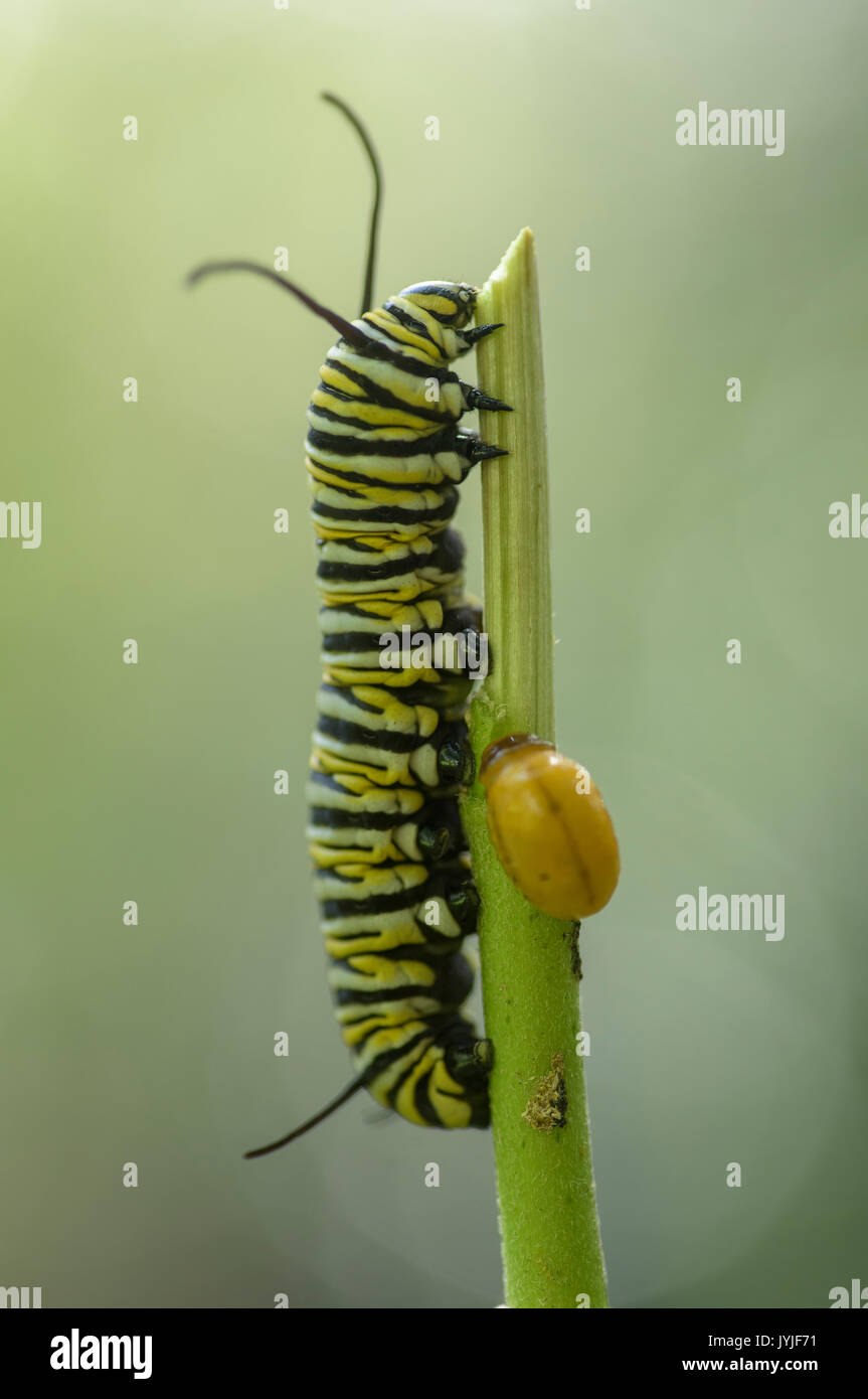 Monarch butterfly caterpillar or larvae eating milkweed stem Stock