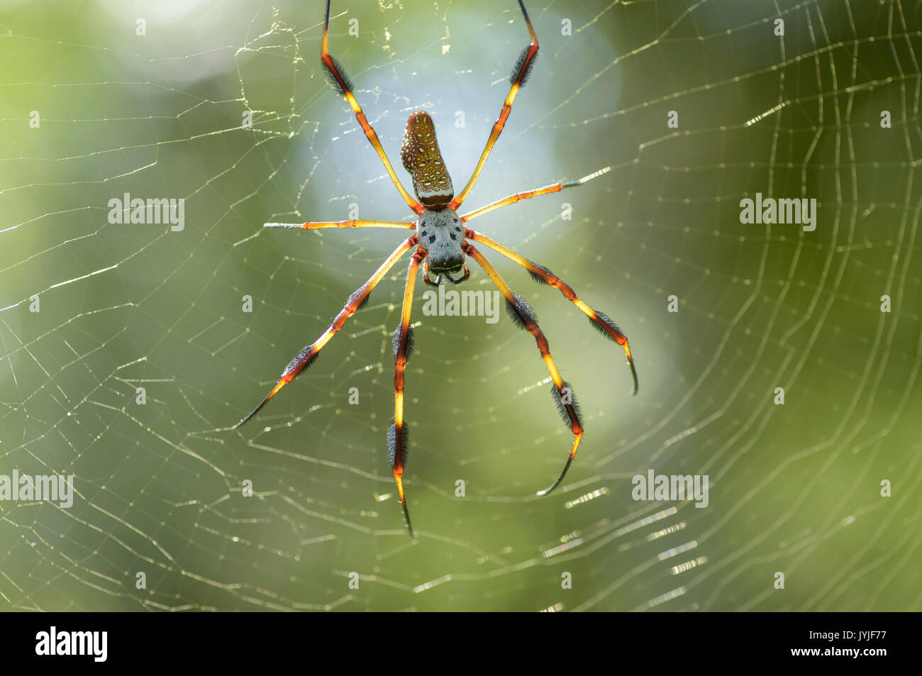 Golden Silk Spider ,Nephila clavipes Stock Photo