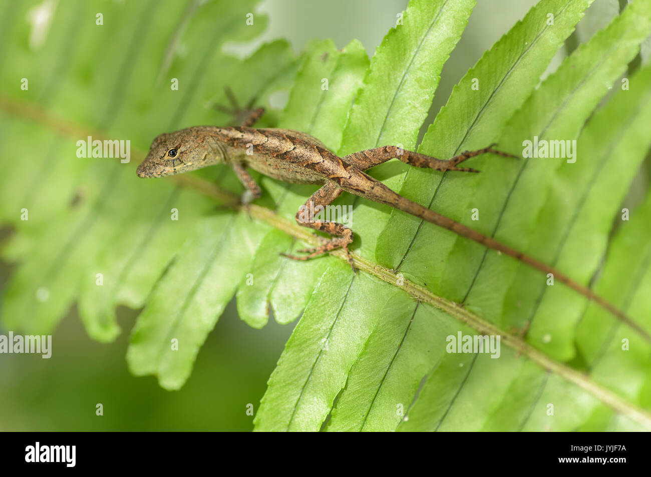 Cuban Brown Anole lizard. Anolis sagrei on fern leaf Stock Photo