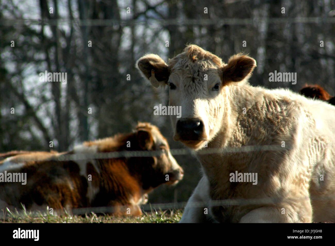 White cow laying down on field Stock Photo Alamy