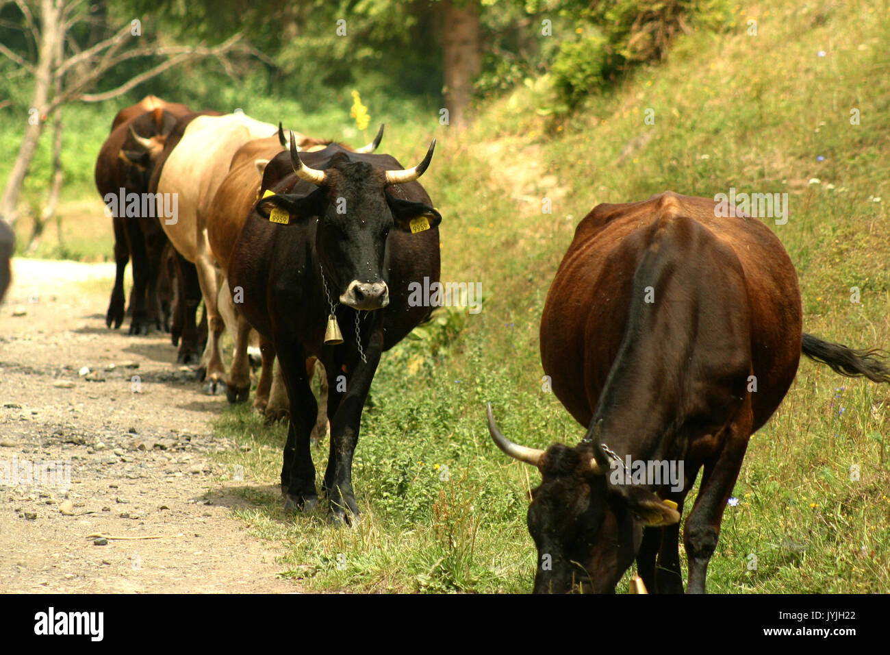 Cows going in a single file towards meadow Stock Photo