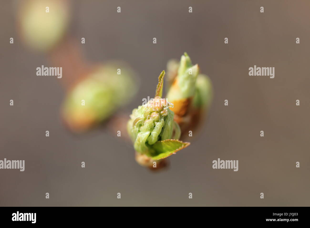 Lilac buds in the spring Stock Photo