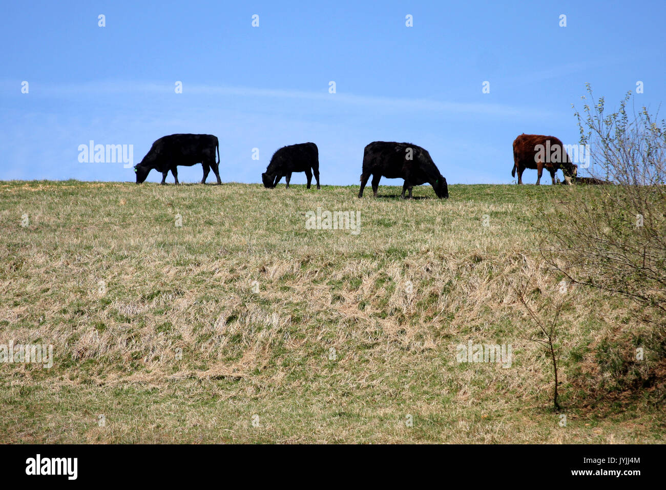 Herd of cows grazing in the field Stock Photo