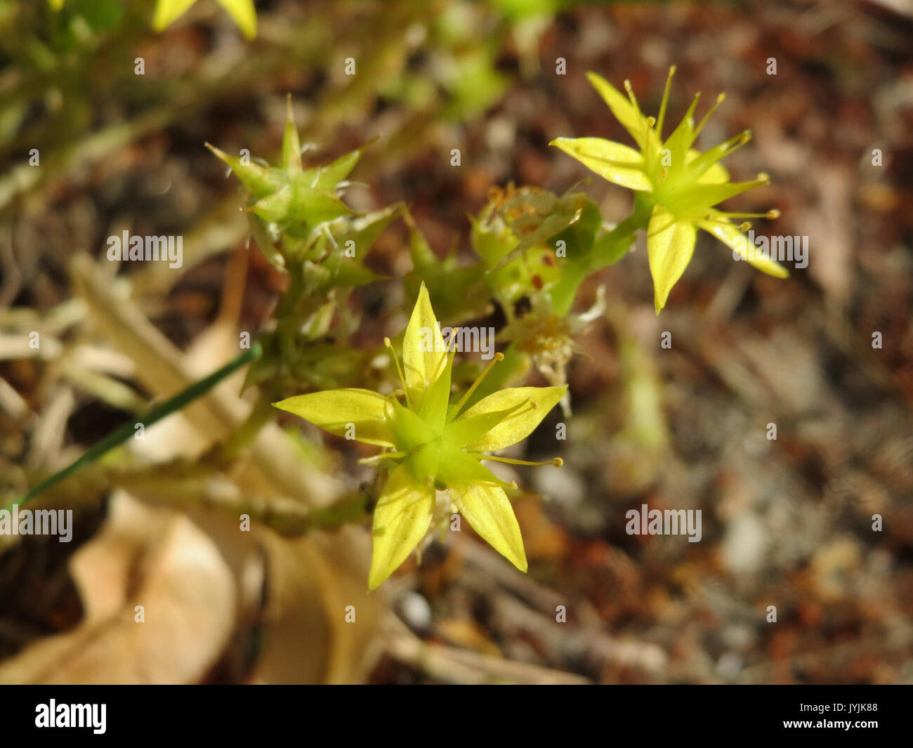 Edible ground cover plants hi-res stock photography and images - Alamy