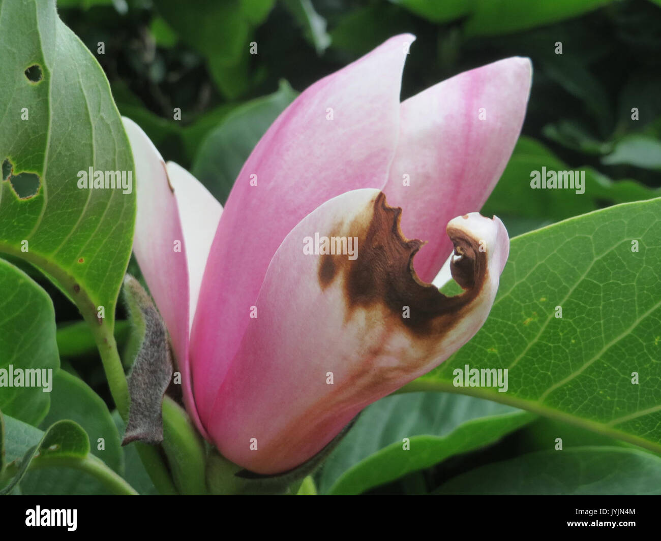 Hybrid tulip tree hi-res stock photography and images - Alamy
