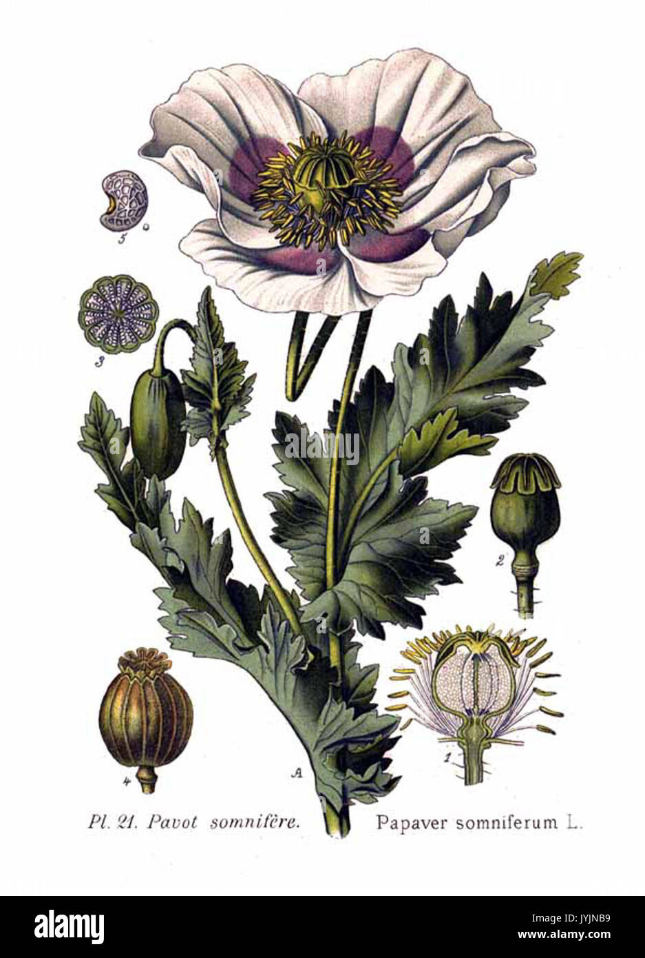 Opium papaver poppy seed Cut Out Stock Images & Pictures - Alamy