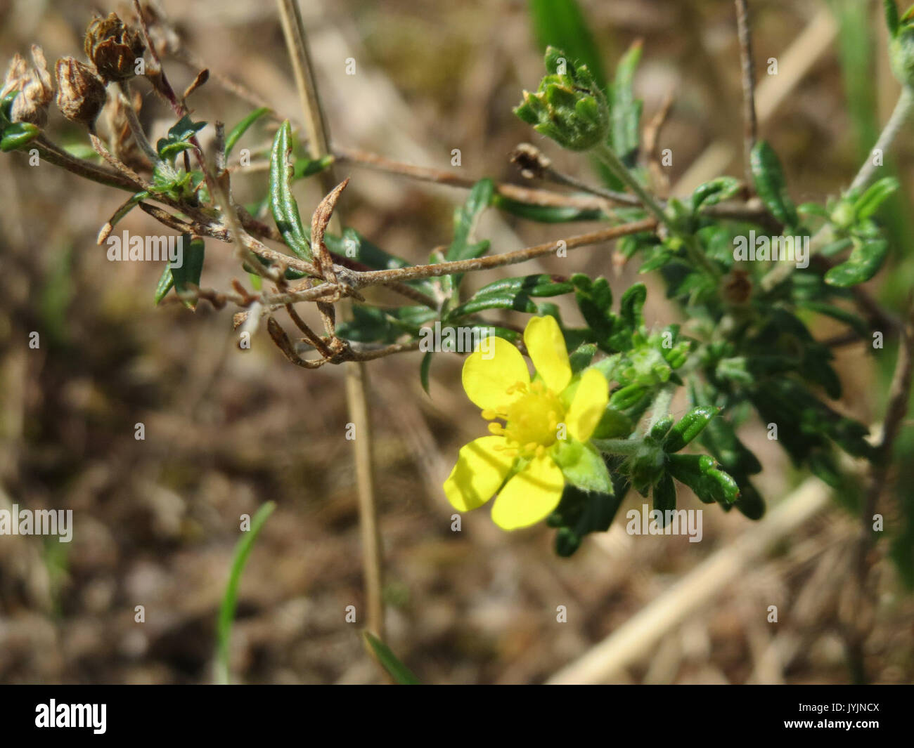 Asian plant classification study hi-res stock photography and images ...