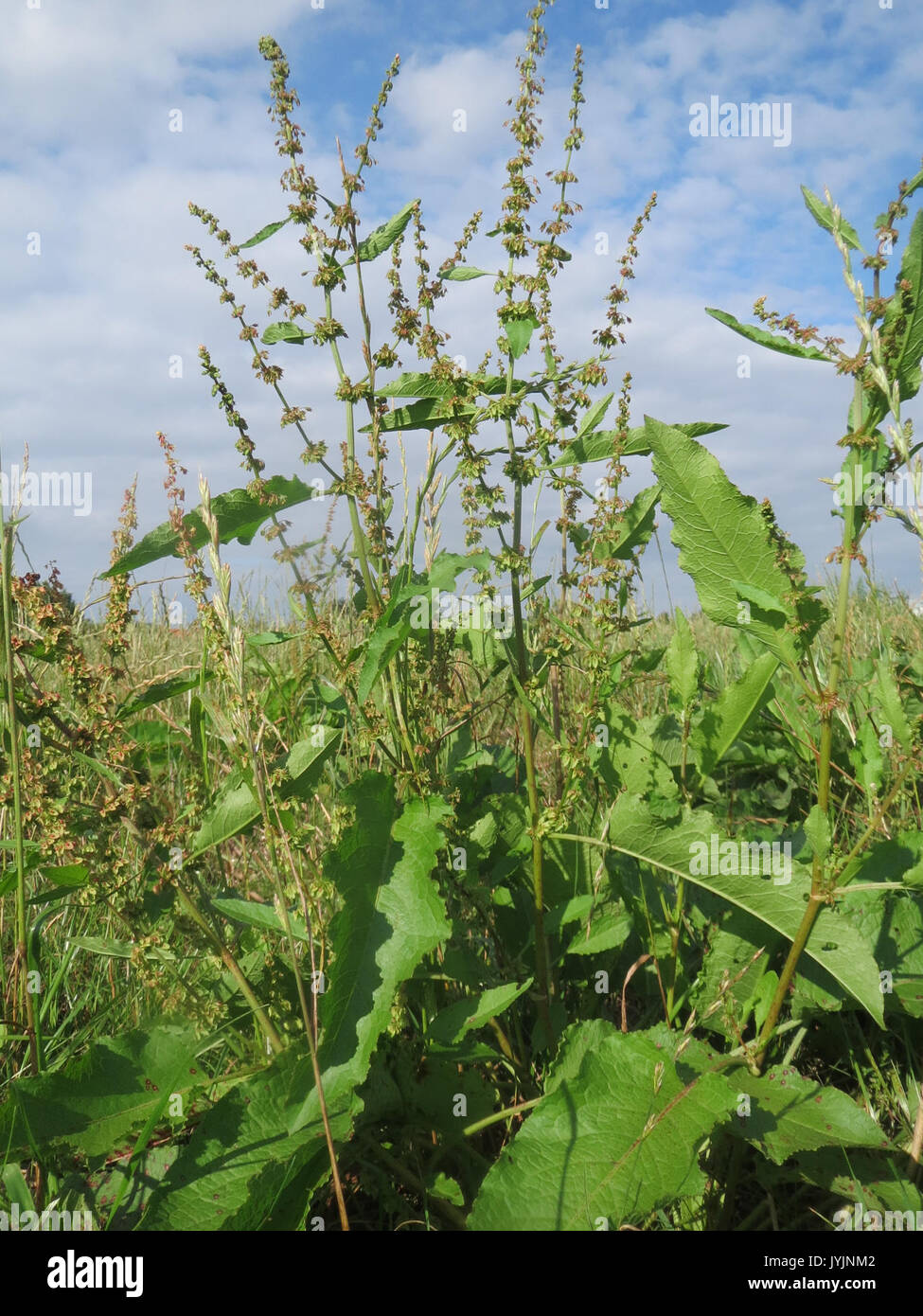 Broad dock rumex obtusifolius weed hi-res stock photography and images ...