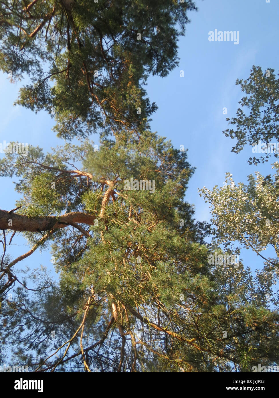 Pinus sylvestris plant hi-res stock photography and images - Alamy