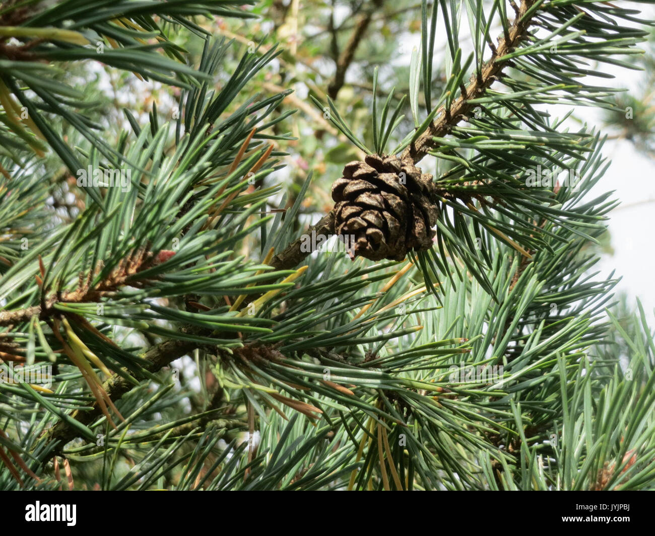 Pinus sylvestris seed hi-res stock photography and images - Alamy
