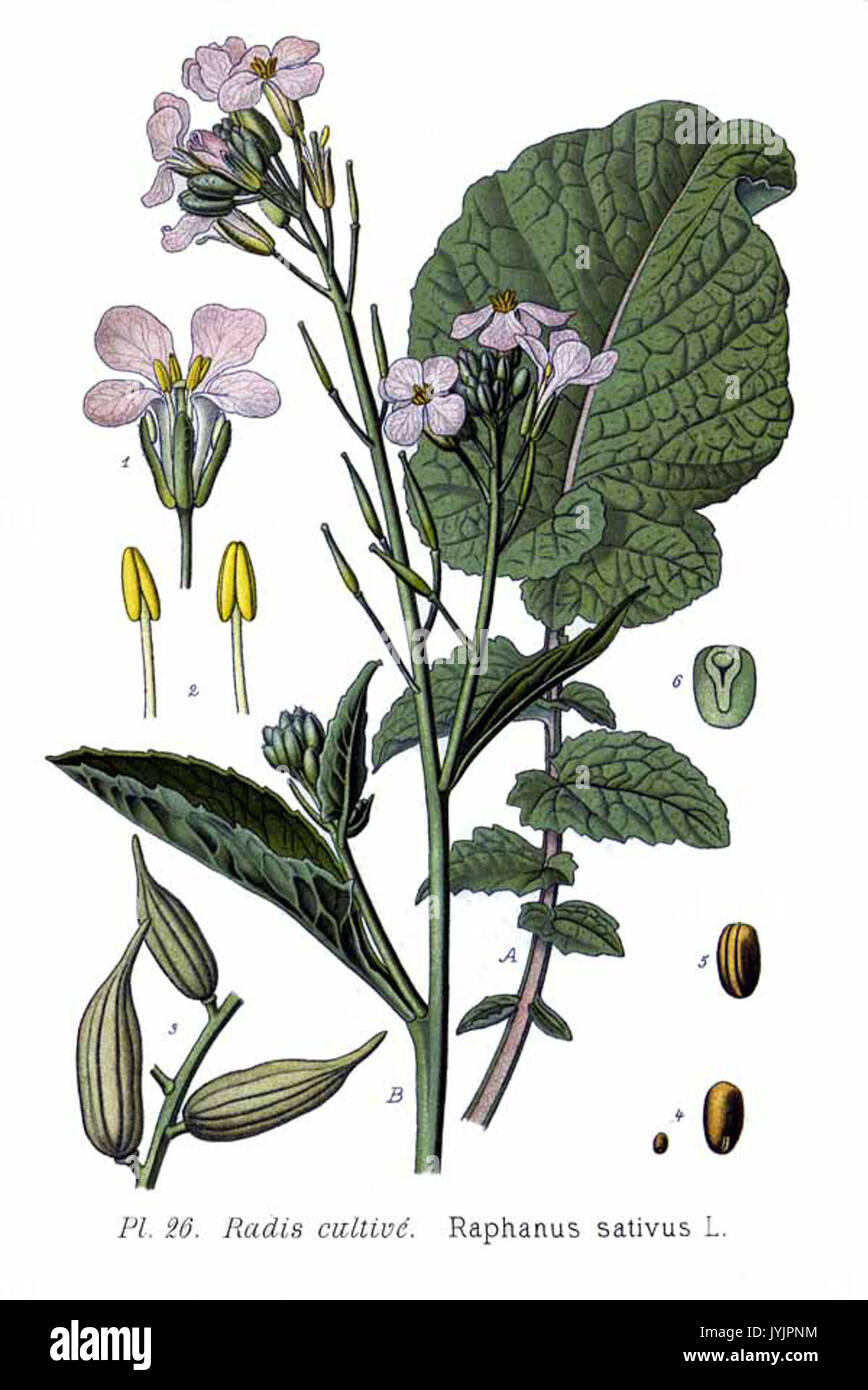 Raphanus sativus illustration hi-res stock photography and images - Alamy