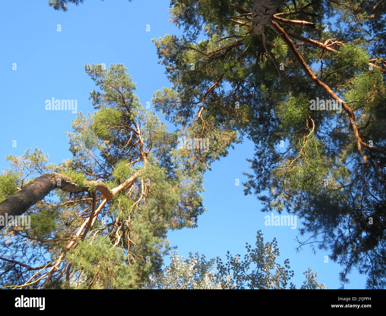 Pinus sylvestris illustration hi-res stock photography and images - Alamy