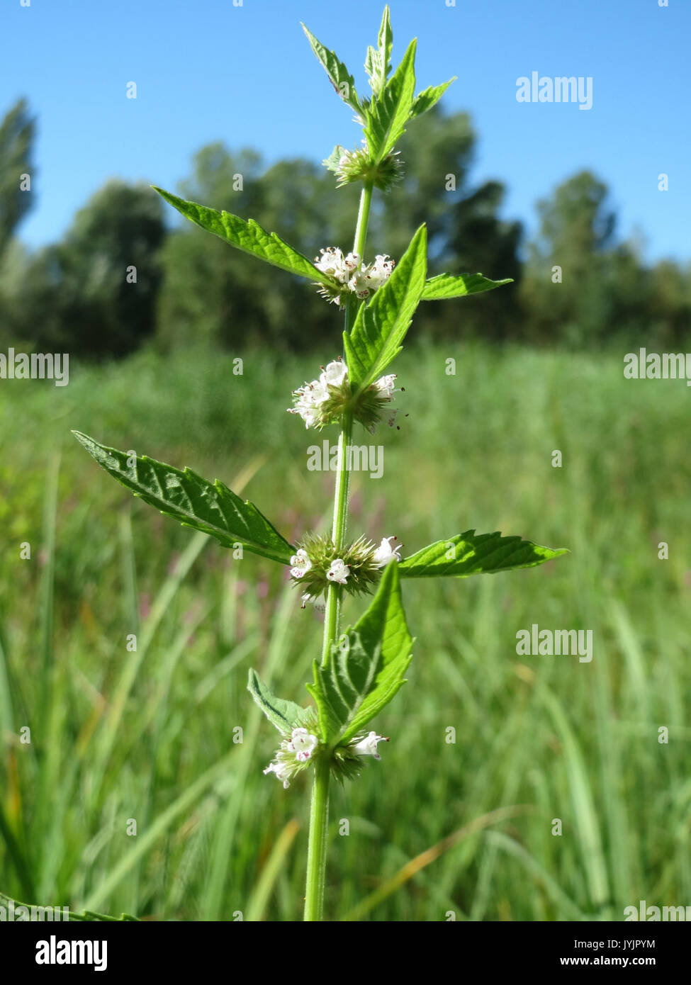 Native riverbank nature flora hi-res stock photography and images - Alamy