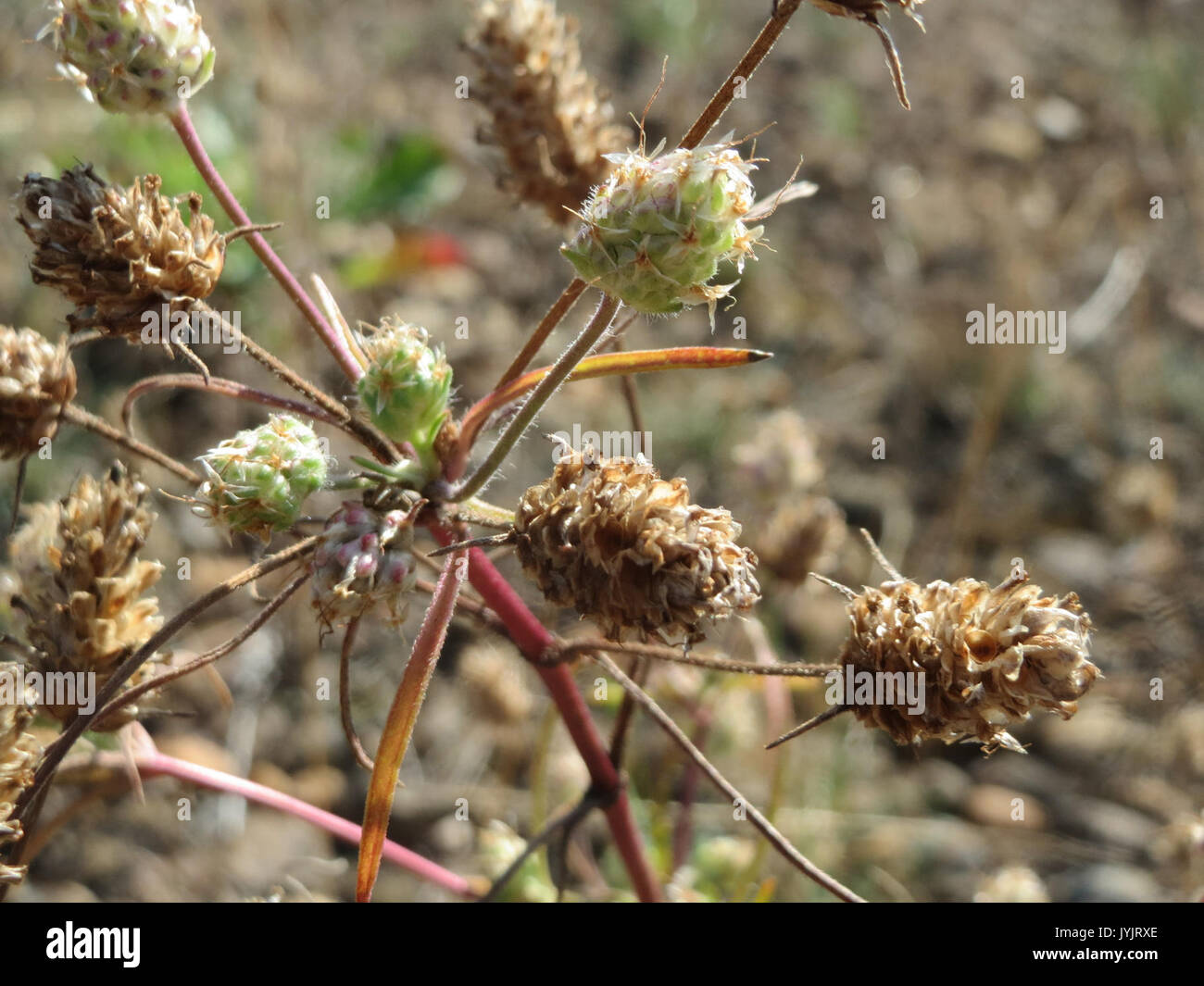 Coastal ground cover plants hi-res stock photography and images - Alamy