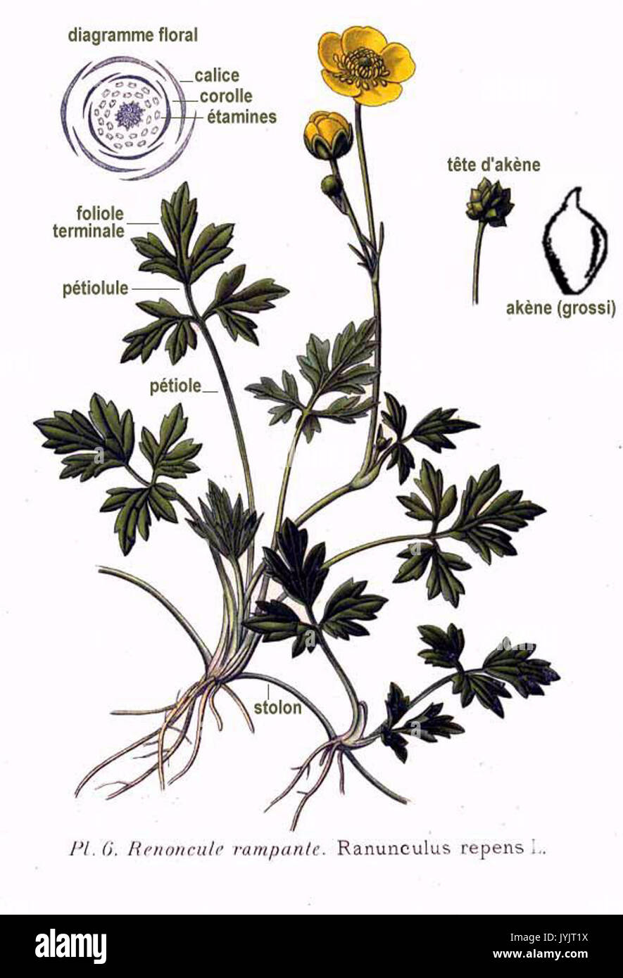 6 Ranunculus repens L Stock Photo