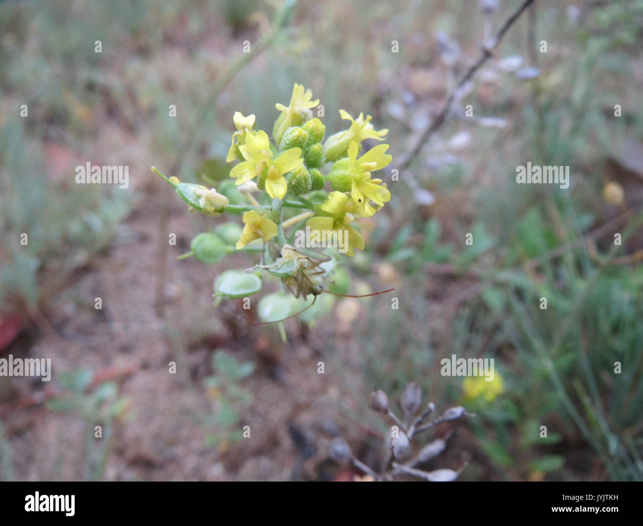 Perennial yellow alyssum hi-res stock photography and images - Alamy