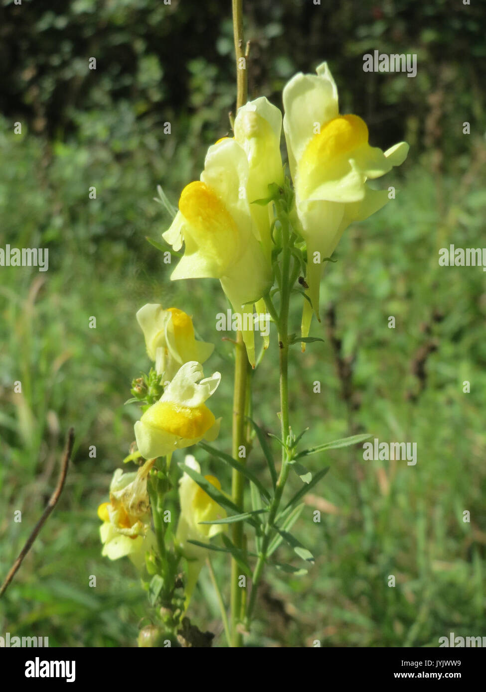 Linaria vulgaris features hi-res stock photography and images - Alamy
