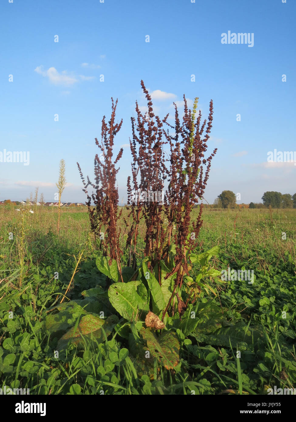 Perennial broad leaved weeds hi-res stock photography and images - Alamy